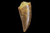 Serrated, Raptor Tooth - Real Dinosaur Tooth #94119-1